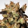 семена индийской конопли Indica Champions Pack feminised Paradise Seeds семена индийской конопли Indica Champions Pack feminised Paradise Seeds
