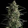 семена конопли медицинской Galaxy CBD feminised Pyramid Seeds семена конопли медицинской Galaxy CBD feminised Pyramid Seeds