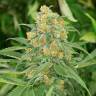 Green Crack feminised Ganja Seeds купить марихуану в России Green Crack feminised Ganja Seeds купить марихуану в России