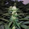 конопля семена сорта заказать Kalichakra feminised конопля семена сорта заказать Kalichakra feminised