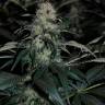 семена конопли курьером Kalichakra feminised семена конопли курьером Kalichakra feminised