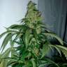 заказ семян конопли Москва Kalichakra feminised заказ семян конопли Москва Kalichakra feminised