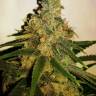 LA Cannalope feminised Ganja Seeds LA Cannalope feminised Ganja Seeds