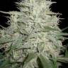 LA Cannalope feminised Ganja Seeds LA Cannalope feminised Ganja Seeds