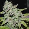 семена конопли для курения Afgooey feminised Strain Hunters Seeds семена конопли для курения Afgooey feminised Strain Hunters Seeds