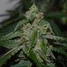 семена конопли элитных сортов Afgooey feminised Strain Hunters Seeds семена конопли элитных сортов Afgooey feminised Strain Hunters Seeds