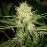 Cheese feminised Dinafem Seeds Cheese feminised Dinafem Seeds