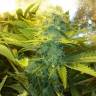 Cheese feminised Dinafem Seeds Cheese feminised Dinafem Seeds