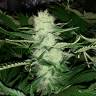 Cheese feminised Dinafem Seeds Cheese feminised Dinafem Seeds