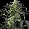 Auto Sweet Cheese regular Ganja Seeds Auto Sweet Cheese regular Ganja Seeds