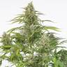 семена каннабиса Auto Cheese CBD feminised Dinafem Seeds семена каннабиса Auto Cheese CBD feminised Dinafem Seeds