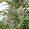 семена марихуаны Auto Cheese CBD feminised Dinafem Seeds семена марихуаны Auto Cheese CBD feminised Dinafem Seeds