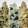 семена конопли наложенным платежом Sativa Champions Pack feminised Paradise Seeds семена конопли наложенным платежом Sativa Champions Pack feminised Paradise Seeds
