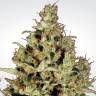семена конопли почтой Sativa Champions Pack feminised Paradise Seeds семена конопли почтой Sativa Champions Pack feminised Paradise Seeds