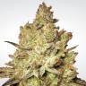 заказать качественные семена конопли Sativa Champions Pack feminised Paradise Seeds заказать качественные семена конопли Sativa Champions Pack feminised Paradise Seeds