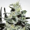 заказать на сайте семена конопли Sativa Champions Pack feminised Paradise Seeds заказать на сайте семена конопли Sativa Champions Pack feminised Paradise Seeds