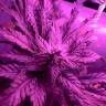 семена конопли для курения Sweet Skunk F1 Fast Version feminised Sweet Seeds семена конопли для курения Sweet Skunk F1 Fast Version feminised Sweet Seeds