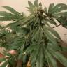 семена конопли марихуаны Sweet Skunk F1 Fast Version feminised Sweet Seeds семена конопли марихуаны Sweet Skunk F1 Fast Version feminised Sweet Seeds