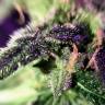 семена конопли элитных сортов Sweet Skunk F1 Fast Version feminised Sweet Seeds семена конопли элитных сортов Sweet Skunk F1 Fast Version feminised Sweet Seeds