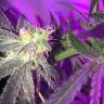 семена конопли аутдор Sweet Skunk F1 Fast Version feminised Sweet Seeds семена конопли аутдор Sweet Skunk F1 Fast Version feminised Sweet Seeds