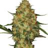 Flowershell Bomb feminised Ganja Seeds Flowershell Bomb feminised Ganja Seeds