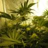 семена конопли f1 в оригинальной упаковке Auto Pineapple regular семена конопли f1 в оригинальной упаковке Auto Pineapple regular