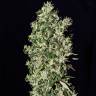 семена конопли в интернете Big Tooth feminised Strain Hunters Seeds семена конопли в интернете Big Tooth feminised Strain Hunters Seeds