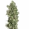 семена конопли дешево Big Tooth feminised Strain Hunters Seeds семена конопли дешево Big Tooth feminised Strain Hunters Seeds