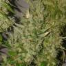 семена конопли с доставкой Big Tooth feminised Strain Hunters Seeds семена конопли с доставкой Big Tooth feminised Strain Hunters Seeds
