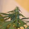 Skunk #11 feminised Dutch Passion Seeds Skunk #11 feminised Dutch Passion Seeds