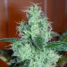 Skunk #11 feminised Dutch Passion Seeds Skunk #11 feminised Dutch Passion Seeds