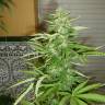 Skunk #11 feminised Dutch Passion Seeds Skunk #11 feminised Dutch Passion Seeds