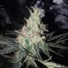 Critical + feminised Dinafem Seeds Critical + feminised Dinafem Seeds