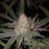 Critical + feminised Dinafem Seeds Critical + feminised Dinafem Seeds