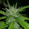 Critical + feminised Dinafem Seeds Critical + feminised Dinafem Seeds