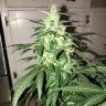 семена сортовой конопли Lowgold regular Ganja Seeds семена сортовой конопли Lowgold regular Ganja Seeds