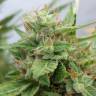 где заказать семена конопли Auto OGRE feminised Doctors Choice где заказать семена конопли Auto OGRE feminised Doctors Choice