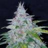 урожайные семена конопли Auto Six Shooter feminised Fast Buds