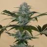 семена сортовой конопли Black D.O.G. feminised Humboldt Seeds семена сортовой конопли Black D.O.G. feminised Humboldt Seeds