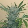 семена конопли феминизированные Black D.O.G. feminised Humboldt Seeds семена конопли феминизированные Black D.O.G. feminised Humboldt Seeds