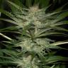 качественные семена конопли Black D.O.G. feminised Humboldt Seeds качественные семена конопли Black D.O.G. feminised Humboldt Seeds