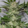 урожайные семена конопли Black D.O.G. feminised Humboldt Seeds урожайные семена конопли Black D.O.G. feminised Humboldt Seeds