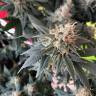 конопля семена сорта заказать Durga Mata II CBD feminised Paradise Seeds конопля семена сорта заказать Durga Mata II CBD feminised Paradise Seeds