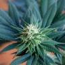 семена конопли курьером Durga Mata II CBD feminised Paradise Seeds семена конопли курьером Durga Mata II CBD feminised Paradise Seeds