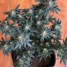 семена индийской конопли Durga Mata II CBD feminised Paradise Seeds семена индийской конопли Durga Mata II CBD feminised Paradise Seeds