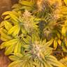 Flowerbomb Kush fem купить семена каннабиса в интернете Flowerbomb Kush fem купить семена каннабиса в интернете