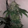 Flowerbomb Kush feminised Ganja Seeds качественные и дешевые семена марихуаны в интернете Flowerbomb Kush feminised Ganja Seeds качественные и дешевые семена марихуаны в интернете