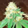 Flowerbomb Kush feminised Ganja Seeds купить семена конопли в России Flowerbomb Kush feminised Ganja Seeds купить семена конопли в России