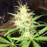 купить семена конопли Auto Jack x White Widow feminised купить семена конопли Auto Jack x White Widow feminised