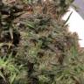 заказ семян конопли Auto Jack x White Widow feminised заказ семян конопли Auto Jack x White Widow feminised